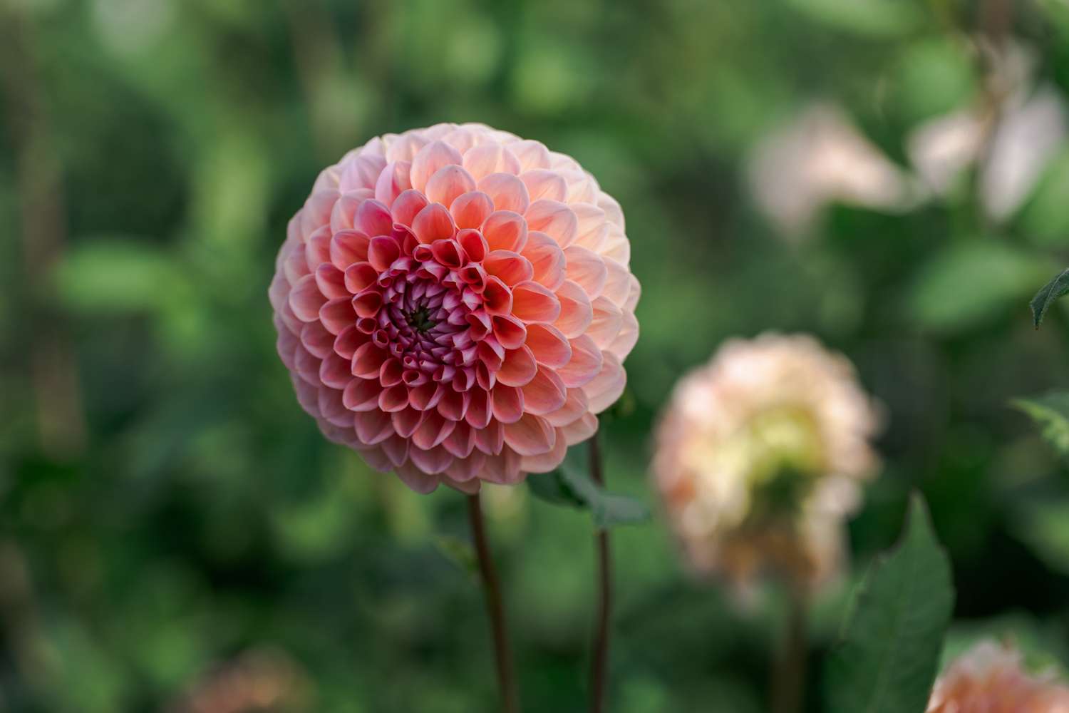 Dahlia 'Linda's Baby'